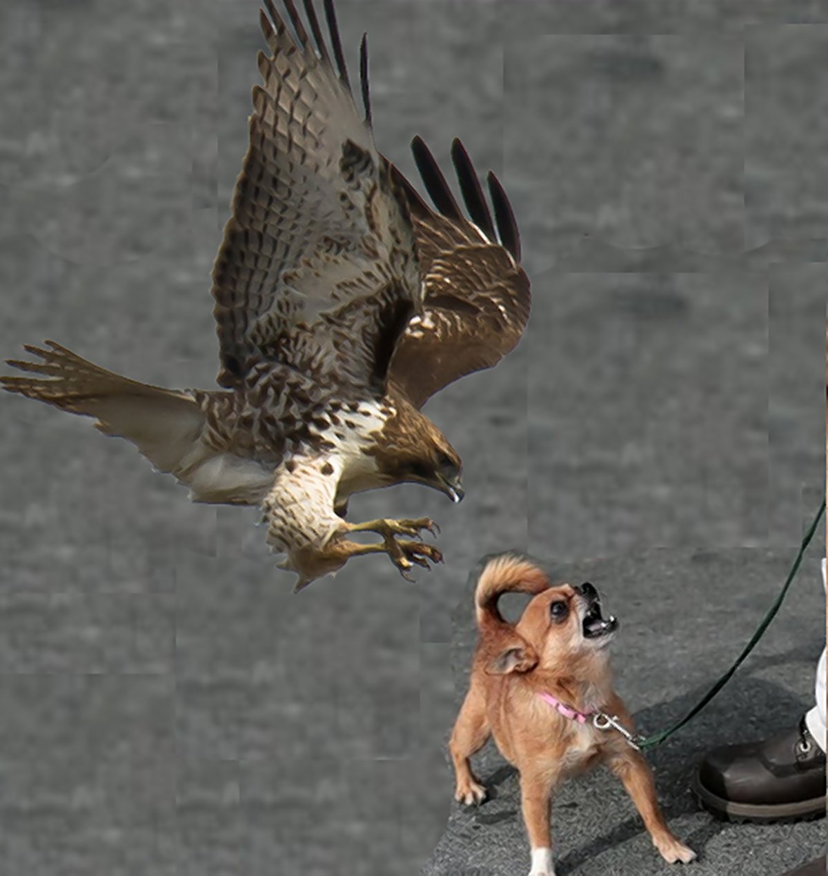 do hawks take small dogs