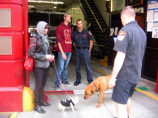 She seeks sanity on the East Side 3 Reverend Jen Junior couldn’t make weight for the job of firehouse dog, but she did bond with Nickels, Engine Co. 55’s Golden Retriever/Rhodesian Ridgeback mix. Photo by John Foster.