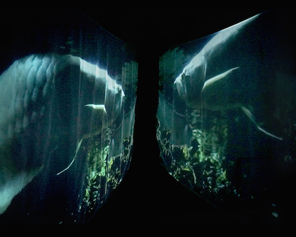 SuZen sees visions of light and spirit 2 The multi-media installation “Transmigration” immerses the viewer in sounds and images from the natural world. © SuZen.