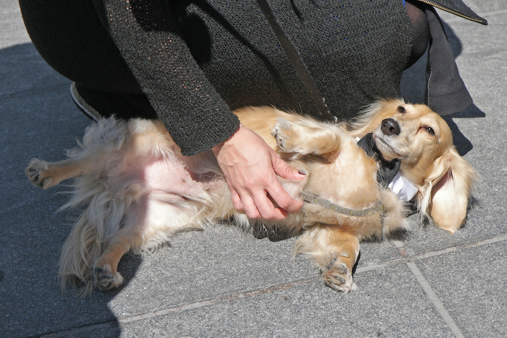 You ain’t nothin’ but a hund dog... You ain’t never caught a squirrel... 4 Photos by Milo Hess