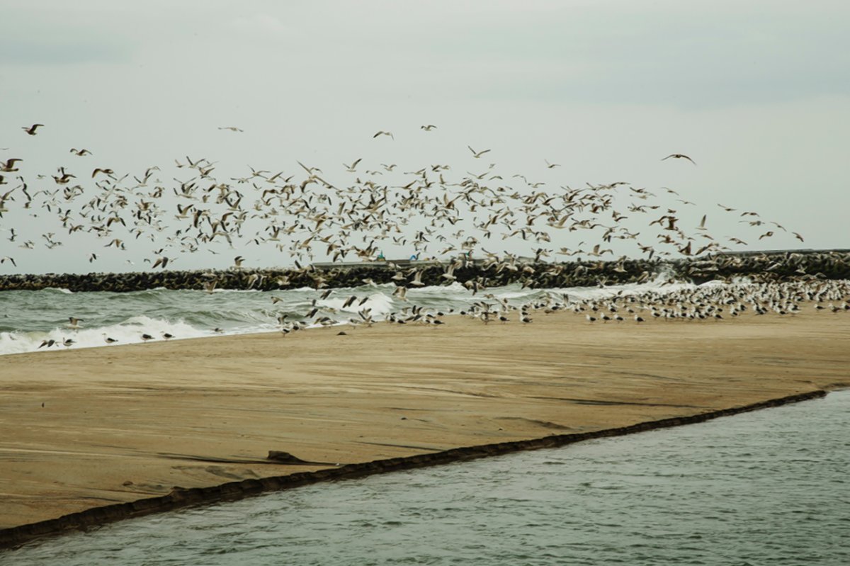 Seagulls take flight on the coast near the port of Namie, which remains off-limits due to high radiation levels.