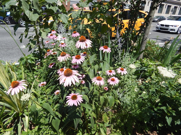Annual Tour Touts Perennial Tale of Urban Gardening 3 Flowers in a tree pit on Ninth Ave. & W. 26th St. Photo by Jane Argodale.