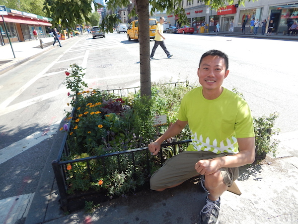 Annual Tour Touts Perennial Tale of Urban Gardening 4 Kent Wang sits in front of his tree pit on Eighth Ave. & W. 24th St., where the flowers he tends to include roses and lavender. Photo by Jane Argodale.
