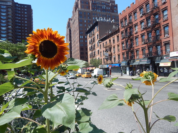 Annual Tour Touts Perennial Tale of Urban Gardening 1 On Ninth Ave. near W. 25th St., sunflowers stretch skyward — courtesy of a Chelsea Garden Club volunteer. Photo by Jane Argodale.
