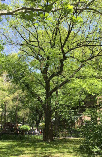 The English elm that will be spared in the Gilder expansion project. | COURTESY: AMERICAN MUSEUM OF NATURAL HISTORY