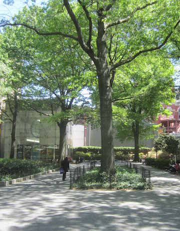 A Pin oak will also be preserved. | COURTESY: AMERICAN MUSEUM OF NATURAL HISTORY