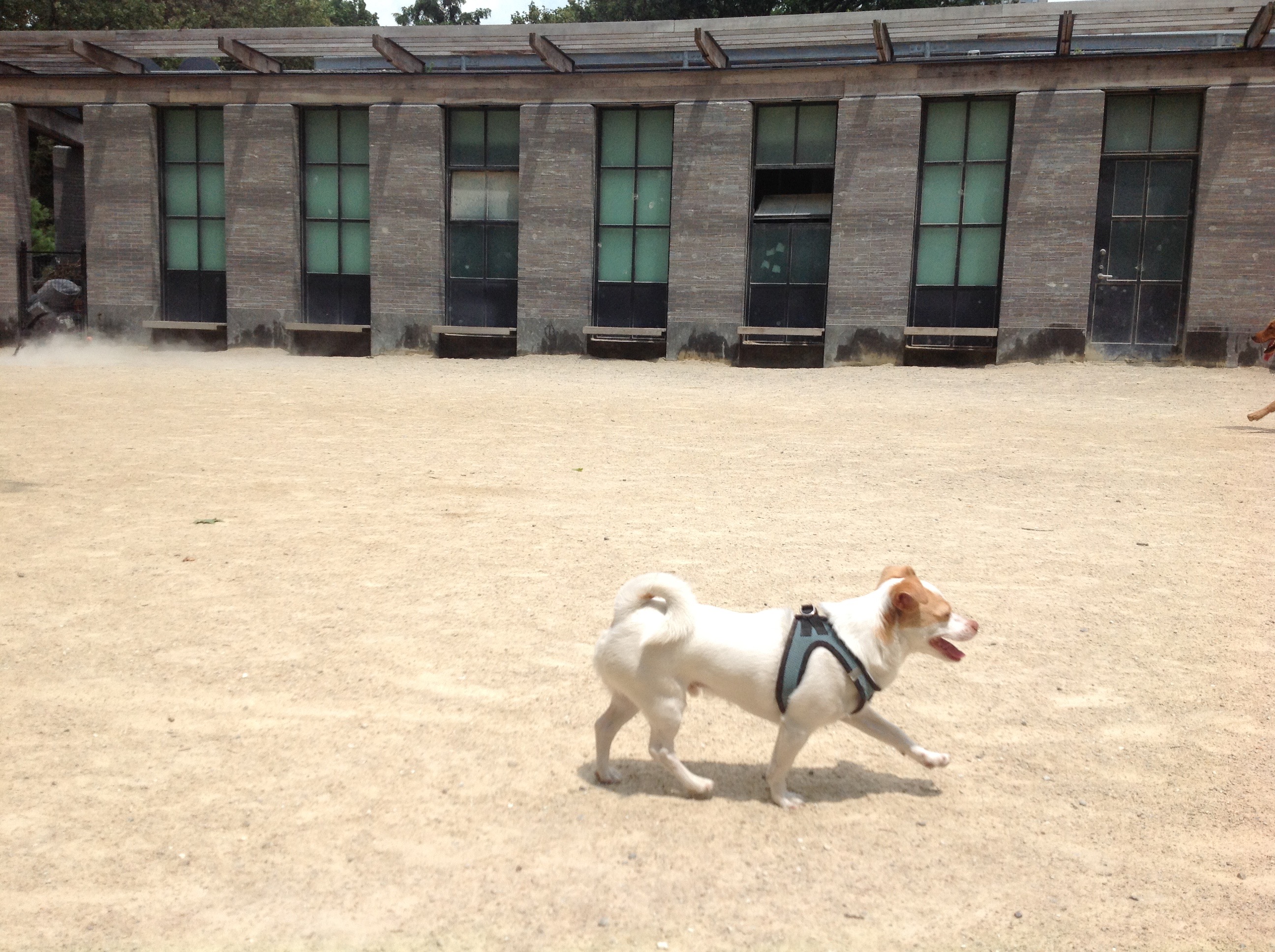 Tiptoe through the sinkholes? Conditions at the run are keeping dogs on their toes.