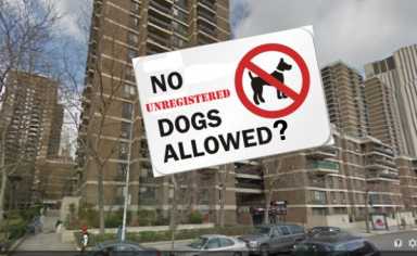Southbridgedogs