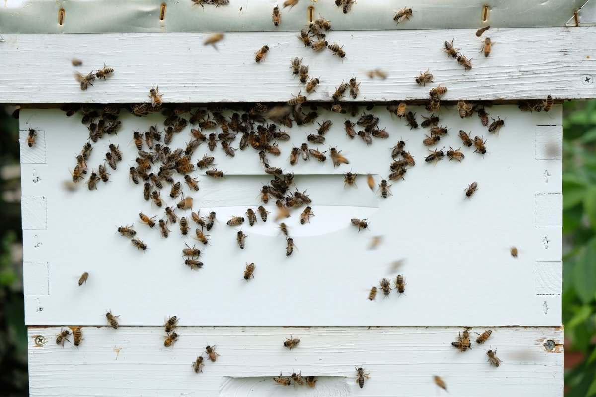 Busy at work, the Carniolan  bees, are so productive the garden's bee keepers added an extra "story" to their hive.  An impromptu harvest of the hive a few weeks back produced some delicious lavender honey that lucky visitors got a taste of.