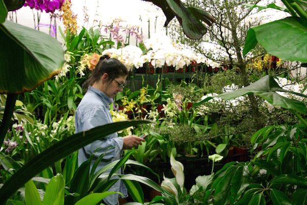 Cathy Sviba, checking her phone between the dense vegetation of aptly named Foliage Garden, ran her own wholesale shop for years. Photo by Yannic Rack.