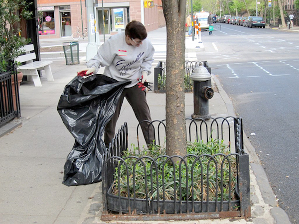 It’s not easy being green, but the effort has its rewards: Chelsea tree beds get revitalized on the morning of Sept. 24. Photo by Pat Cooke.
