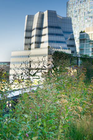 Little Prairie on the High Line 5