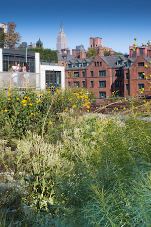 Little Prairie on the High Line 1 Photo by Daniel Kwak