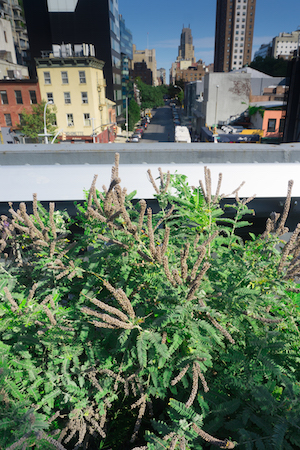 Little Prairie on the High Line 6 Photo by Daniel Kwak