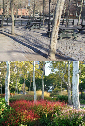 Photos by Warrie Price An initial grant of $8 million from the Lower Manhattan Development Corporation to remake The Bosque allowed The Battery Conservancy to rip out an acre of paving stones (above) and replace the drab expanse with a garden of perennial flowers (below).