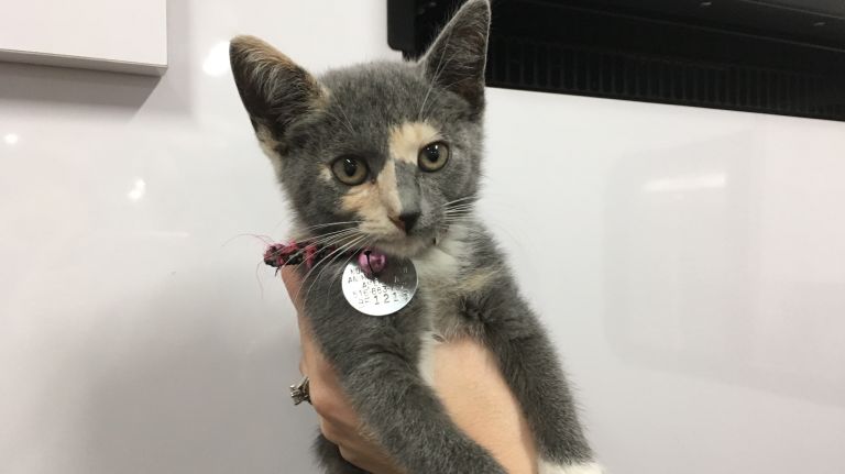 Beth Stern on why NYC is the perfect place for cat owners 2 Beth Stern, kitten foster mom and North Shore Animal League America spokeswoman, said New York City is the perfect place to adopt a cat.