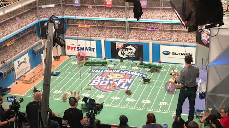 Kitten Bowl IV: A sneak peek