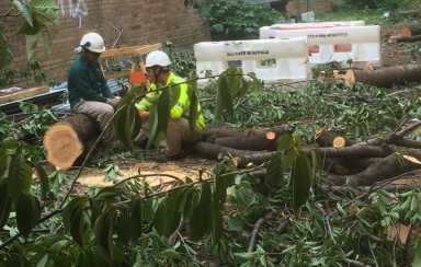 nyu-cherry-trees-2016-09-08-vvilprint_webweb