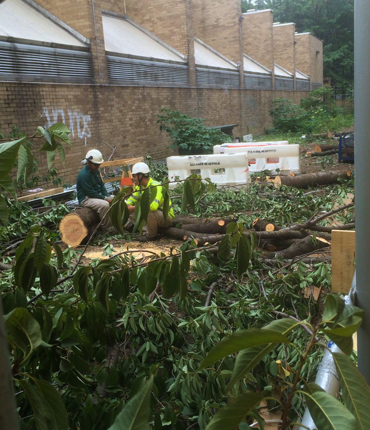 To make way for the construction of N.Y.U.'s new "Zipper Building," workers sawed down a stand of Kwanzan cherry trees on Mercer St. last week. Photo by Tequila Minsky 