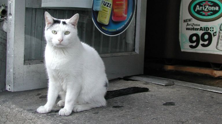 Bodega cats defended in Change.org petition, dining with dogs attacked 2 A Change.org petition is calling for the legalization of bodega cats.