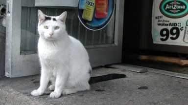 AMNWCATS1031_5Y8_WEB