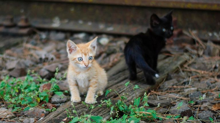 The MTA stopped trains to rescue cats on the subway tracks in early October. Above,  two  kittens  play  on tracks that aren't in use.