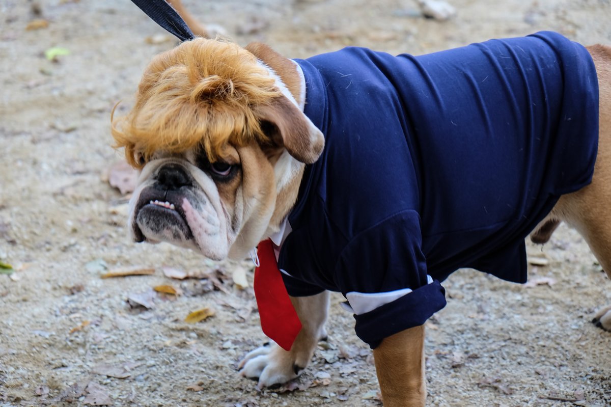 “This contest is rigged!” a dog with a Donald Trump ’do barked at the Washington Square dog run’s Halloween costume competition over the weekend. Photo by Tequila Minsky