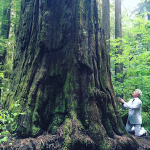 nov24_billy_redwood