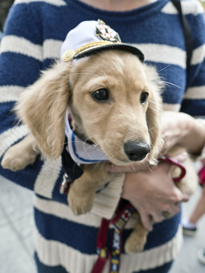 Salty dogs: Seaport pet spa hosts canine costume contest 2 Photo by Milo Hess Lincoln, a 15-week-old Daschund, came to the Seaport ready to set sail on Sunday.