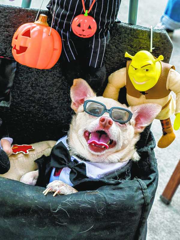 Photo by Milo Hess Dougie the Chihuahua kicked back to soak in the scary sights at the 9th-annual Salty Paw doggie costume contest at the Seaport on Sunday.