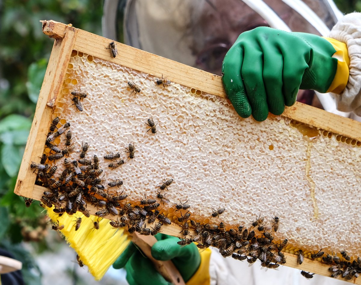 Bees are still working as Sara removes a frame.