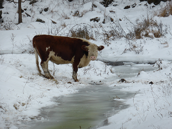 NAWA Walls Filled With Chilly Scenes of Winter 2 Susan G. Hammond: “Moo” (photograph, 16x20 in.). Image courtesy NAWA Gallery.