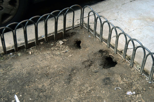 Rat burrows near the corner of East 88th Street and First Avenue. | JACKSON CHEN 