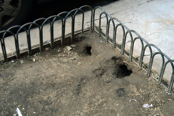 Health Department Owns Up to UES Rat Problems 1 Rat burrows near the corner of East 88th Street and First Avenue. | JACKSON CHEN