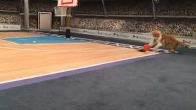 Watch adoptable kittens play basketball during Hallmark Channel’s Meow Madness