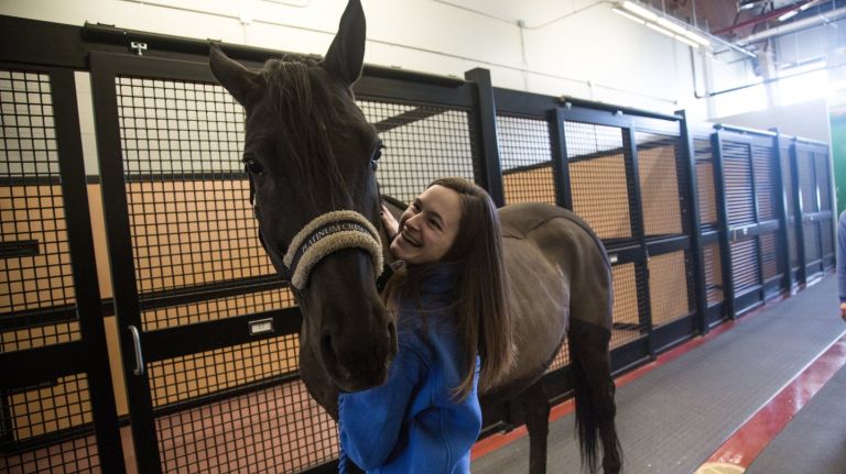 Kristen McGowan with Messina, a 7-year-old Hanoverian, a breed originating in Germany, at the stall area at The ARK, an equine and livestock export center at Kennedy Airport on Tuesday, Feb. 21, 2017.

