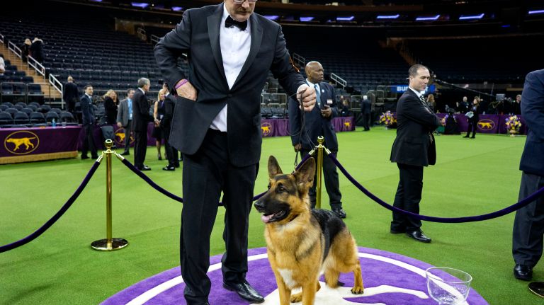 Westminster Kennel Club Dog Show brings top canines to NYC 104 Handler and owner Kent Boyles holds Rumor, a German shepherd, named best in show at the 141st annual Westminster Kennel Club dog show at Madison Square Garden in Manhattan Tuesday, Feb. 14, 2017.
