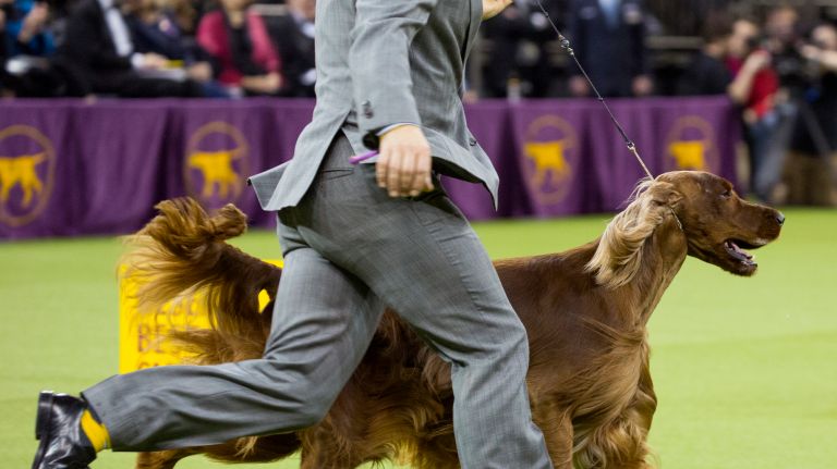 Westminster Kennel Club Dog Show brings top canines to NYC 105 The winner of the sporting group is Adrian, an Irish setter at the 141st annual Westminster Kennel Club dog show at Madison Square Garden in Manhattan Tuesday, Feb. 14, 2017.