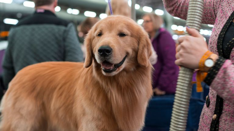 Westminster Kennel Club Dog Show brings top canines to NYC 112 A Golden retriever is dried with hot air on a grooming table at the 141st annual Westminster Kennel Club Dog Show in Manhattan Tuesday, Feb. 14, 2017.