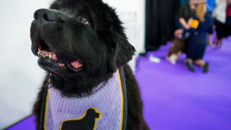 Westminster Kennel Club Dog Show brings top canines to NYC 116 Kelley, a Newfoundland, stays neat before entering the ring for competition during the 141st annual Westminster Kennel Club Dog Show in Manhattan Tuesday, Feb. 14, 2017.