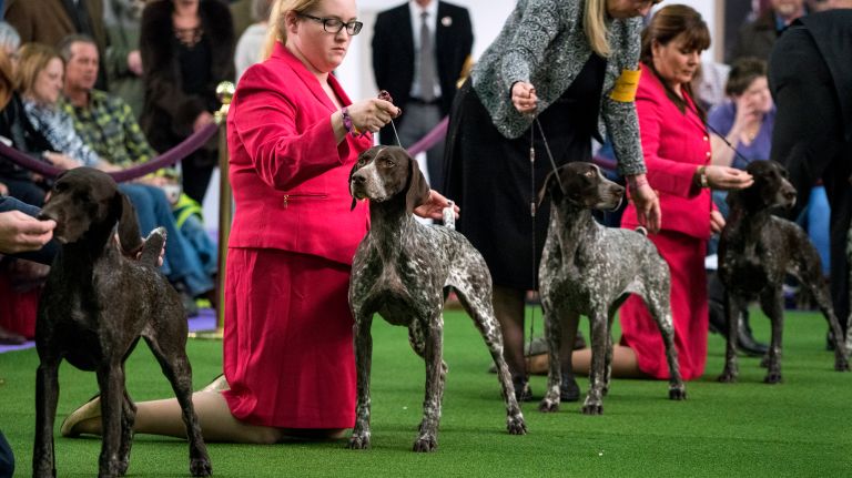 Westminster Kennel Club Dog Show brings top canines to NYC 117 German Shorthair Pointers compete at the 141st annual Westminster Kennel Club Dog Show in Manhattan Tuesday, Feb. 14, 2017.