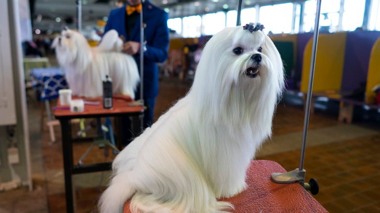 Westminster Kennel Club Dog Show brings top canines to NYC 142 Pearl, a Maltese, waits for grooming at the 141st annual Westminster Kennel Club dog show in Manhattan on Monday, Feb. 13, 2017.
