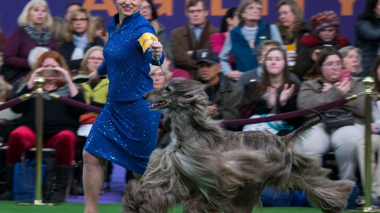 Westminster Kennel Club Dog Show brings top canines to NYC 144 Handler Alicia Jones runs in the ring with Finn, a 4-year-old Afghan hound, during competition at the 141st annual Westminster Kennel Club Dog Show in Manhattan Monday, Feb. 13, 2017.