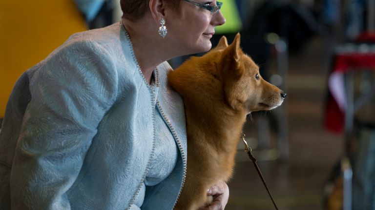 Westminster Kennel Club Dog Show brings top canines to NYC 145 Wendy Whiteley, of Everett, Wash., holds her Finnish Spitz named Zoom at the benching area during the 141st annual Westminster Kennel Club Dog Show in Manhattan Monday, Feb. 13, 2017.