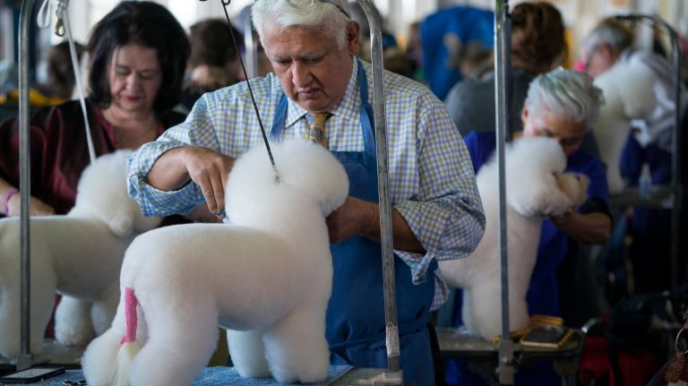 Westminster Kennel Club Dog Show brings top canines to NYC 146 Bichon Frise dogs are groomed before a competition at the 141st annual Westminster Kennel Club Dog Show in Manhattan Monday, Feb. 13, 2017.