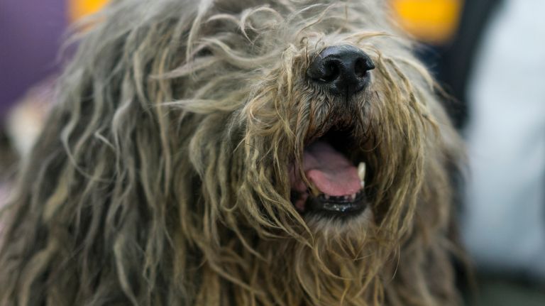 Westminster Kennel Club Dog Show brings top canines to NYC 147 Tinia, a Bergamasco, sits quietly in a benching area at the 141st annual Westminster Kennel Club Dog Show in Manhattan Monday, Feb. 13, 2017.