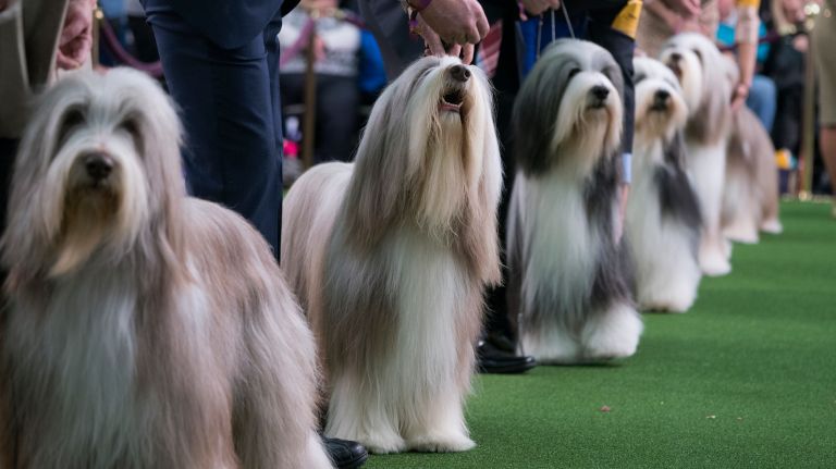 Westminster Kennel Club Dog Show brings top canines to NYC 148 Bearded Collies stand in a row during competition in the show ring at the 141st annual Westminster Kennel Club Dog Show in Manhattan Monday, Feb. 13, 2017.