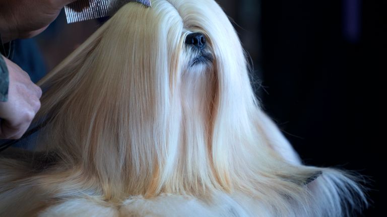 Westminster Kennel Club Dog Show brings top canines to NYC 149 Billy, a Lhasa Apso, is groomed before competition at the 141st annual Westminster Kennel Club Dog Show in Manhattan Monday, Feb. 13, 2017.