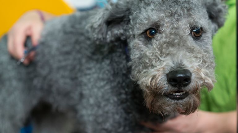 Westminster Kennel Club Dog Show brings top canines to NYC 155 Bikfic, a Pumi, is groomed at 141st annual Westminster Kennel Club Dog Show in Manhattan Monday, Feb. 13, 2017. The Pumi, also known as a Hungarian herding terrier, is a new breed at the WKC show this year.