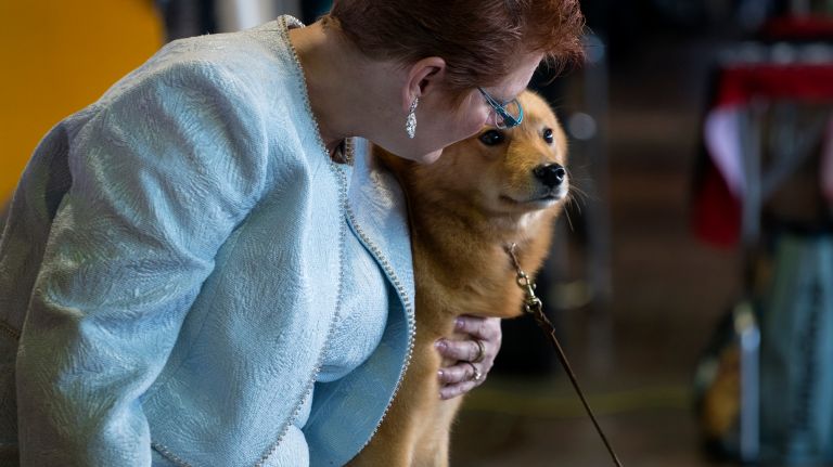 Westminster Kennel Club Dog Show brings top canines to NYC 156 Wendy Whiteley of Everett, Wash., holds her Finnish Spitz named Zoom at the benching area during the 141st annual Westminster Kennel Club Dog Show in Manhattan Monday, Feb. 13, 2017.